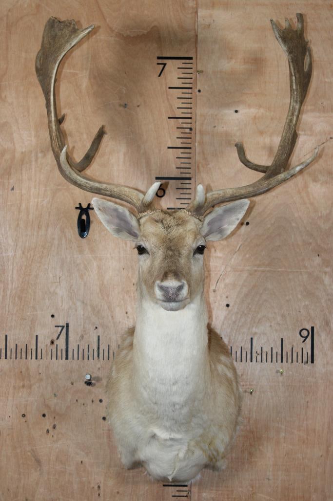 17-Point FALLOW DEER Shoulder Mount: Very Nice, Clean, and Newer 17-Point FALLOW DEER Shoulder Mount. It has a 25 7/8" Spread and is in Very Good Condition. TAXIDERMY 