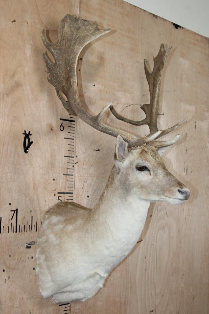 17-Point FALLOW DEER Shoulder Mount - 2
