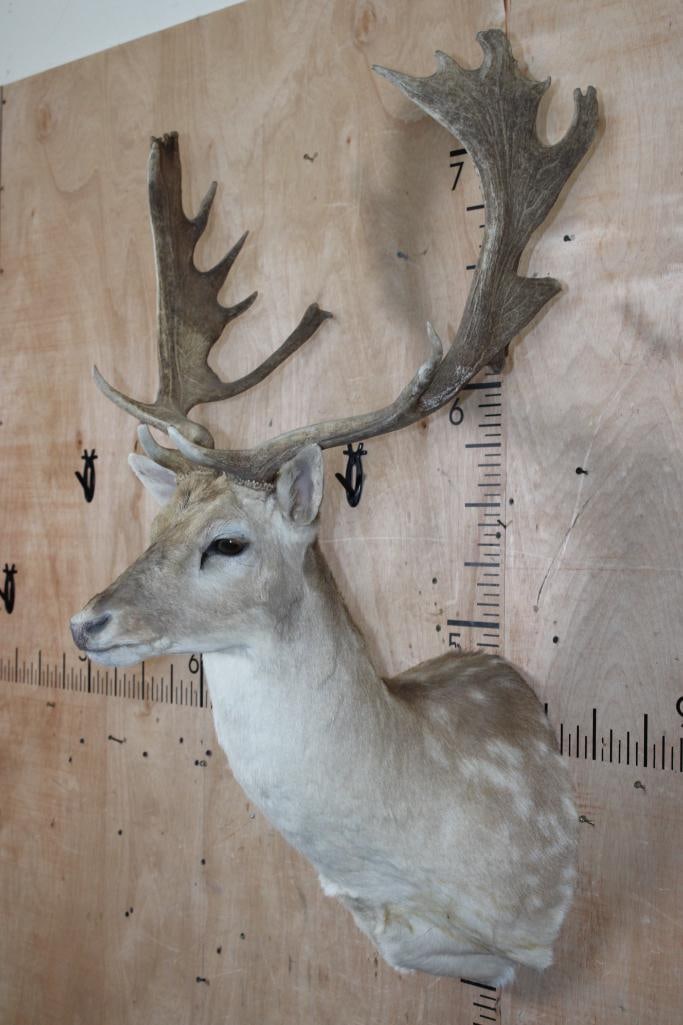 17-Point FALLOW DEER Shoulder Mount - 3