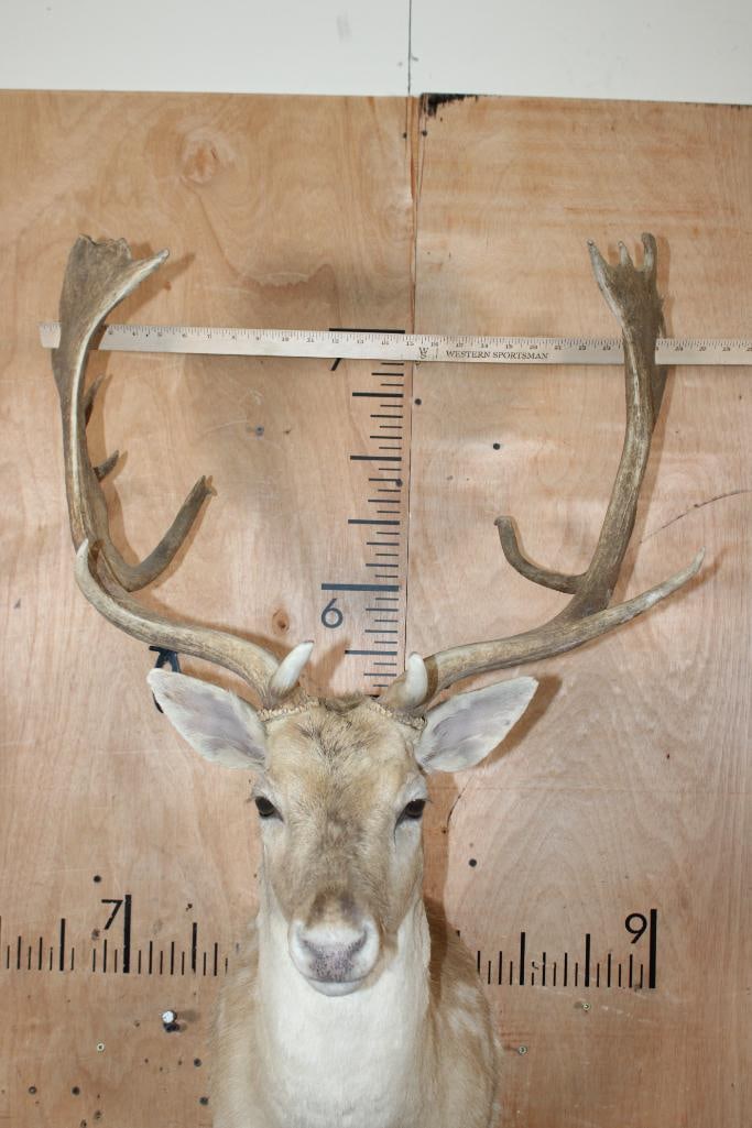 17-Point FALLOW DEER Shoulder Mount - 4