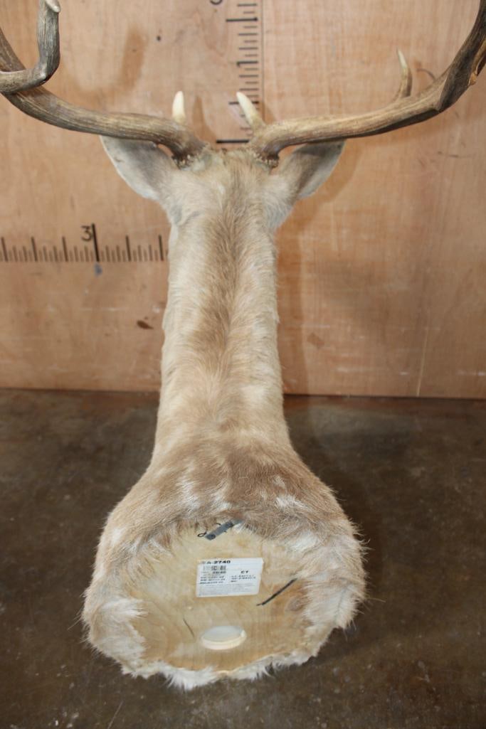 17-Point FALLOW DEER Shoulder Mount - 5
