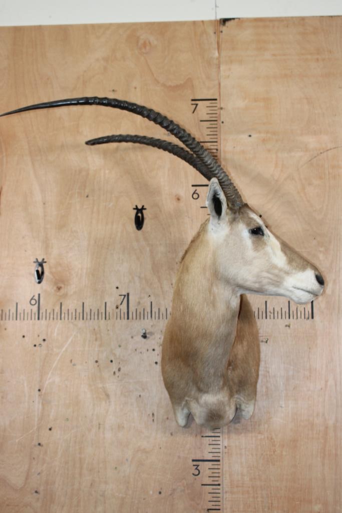 SCIMBOK Wall Pedestal Mount: Very Nice, Clean, and Newer SCIMBOK Wall Pedestal in Very Good Condition. The Left Horn was broken in the wild. A Scimbok is a hybrid antelope created by crossing a Gemsbok with a