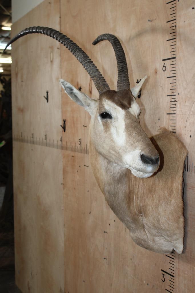 SCIMBOK Wall Pedestal Mount - 2