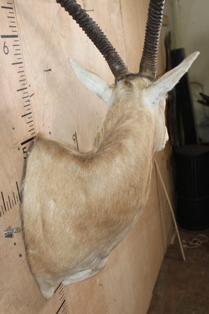 SCIMBOK Wall Pedestal Mount - 5