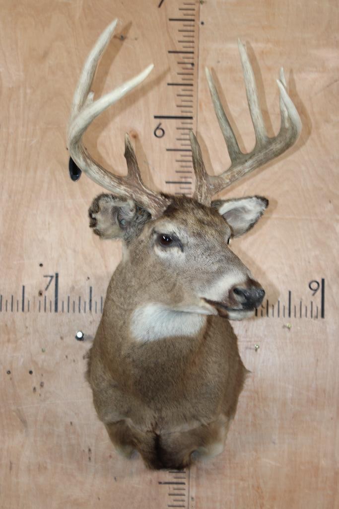 10-Point WHITETAIL DEER Shoulder Mount - 2