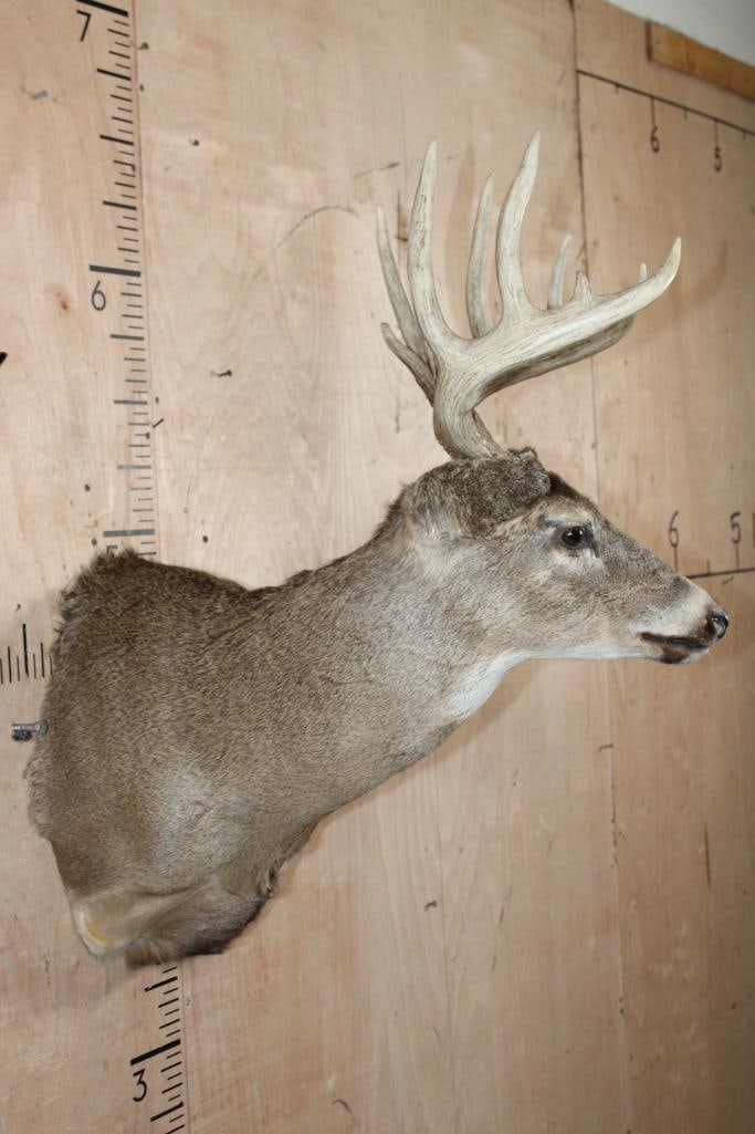 10-Point WHITETAIL DEER Shoulder Mount - 3