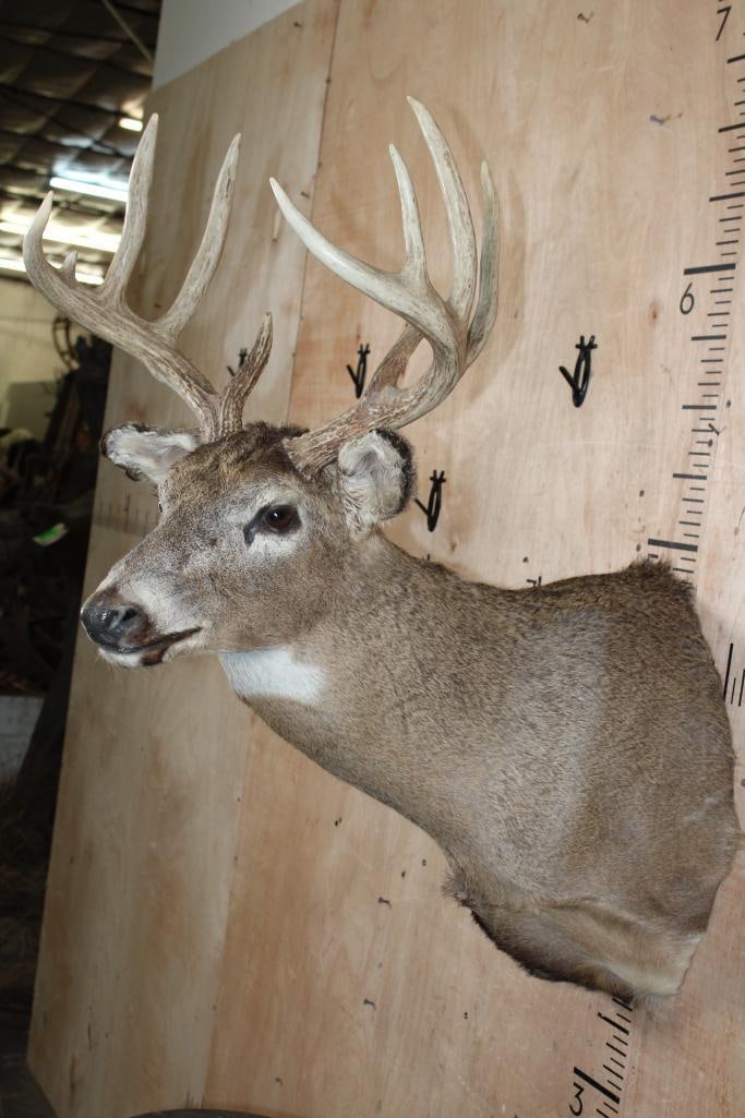 10-Point WHITETAIL DEER Shoulder Mount - 4