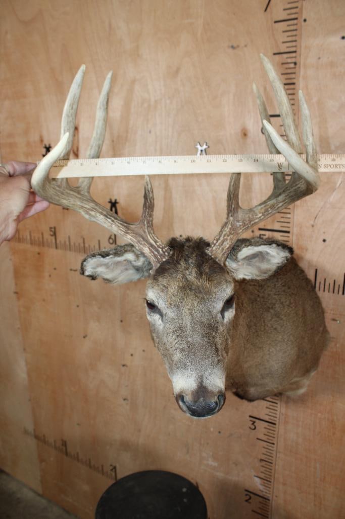 10-Point WHITETAIL DEER Shoulder Mount - 5