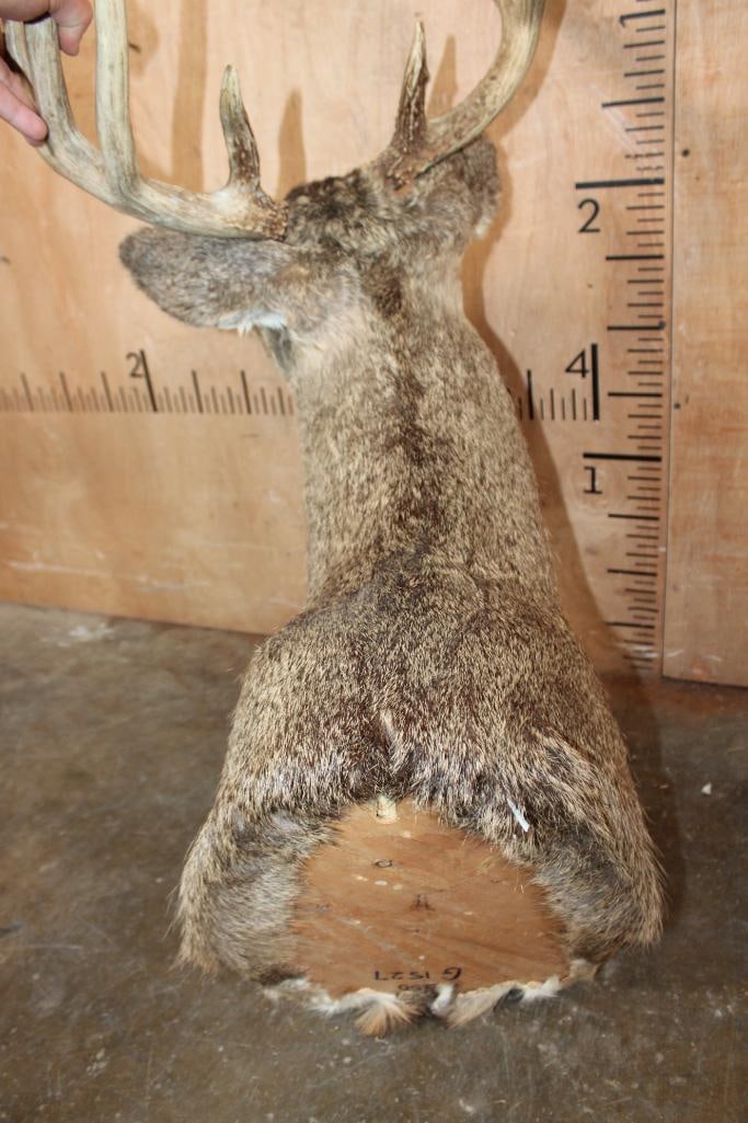 10-Point WHITETAIL DEER Shoulder Mount - 6