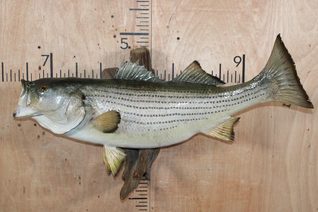 *Real Skin* STRIPED BASS Fish Mounted on Driftwood (1 of 6)