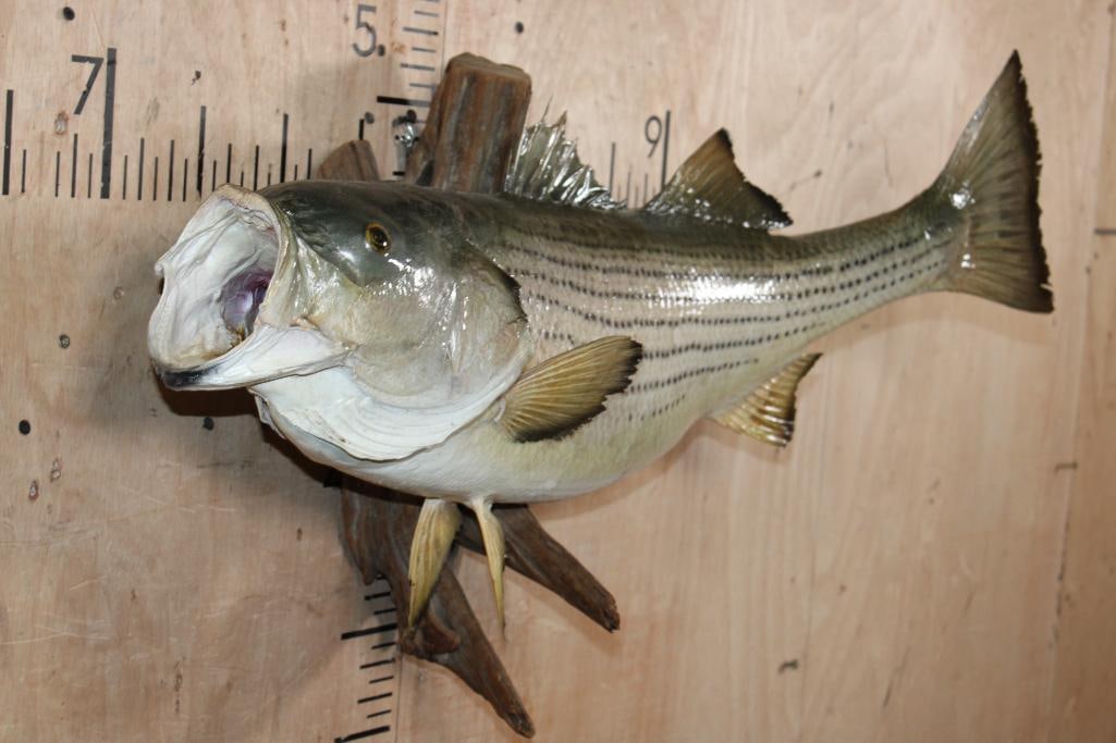 *Real Skin* STRIPED BASS Fish Mounted on Driftwood - 2