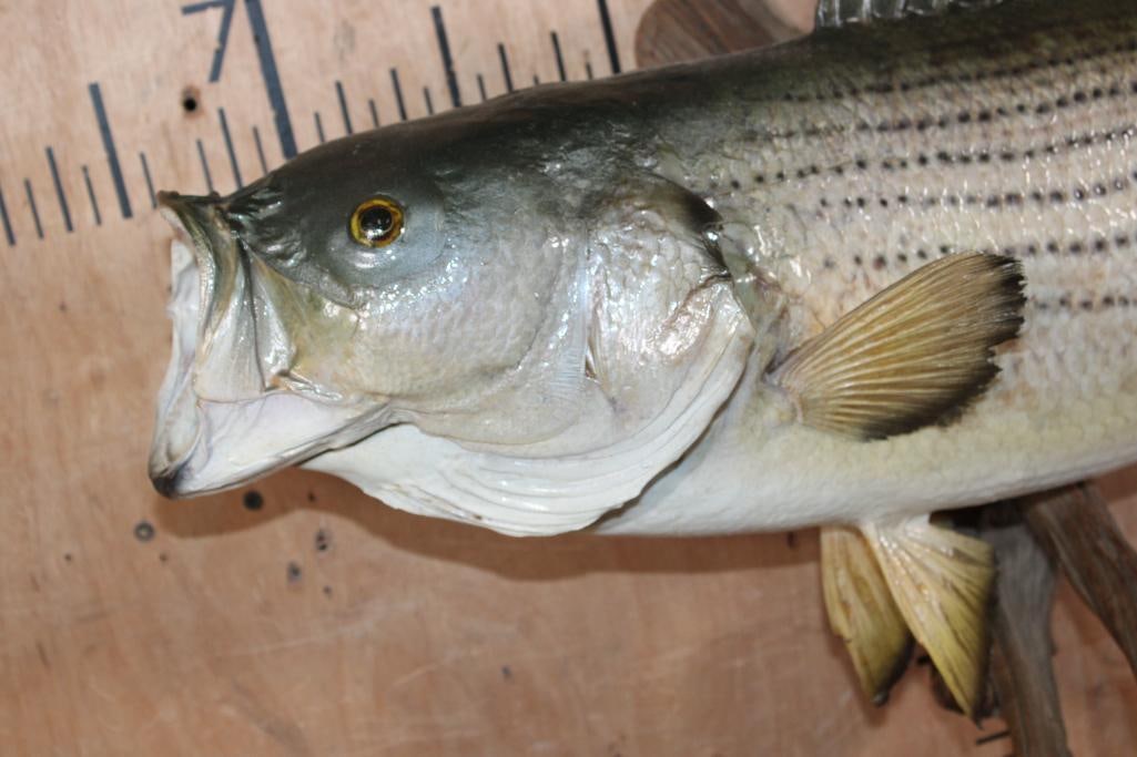 *Real Skin* STRIPED BASS Fish Mounted on Driftwood - 3