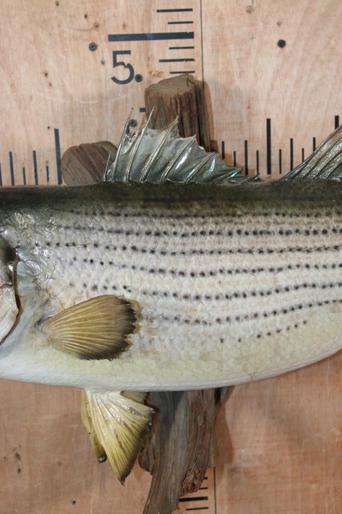 *Real Skin* STRIPED BASS Fish Mounted on Driftwood - 4