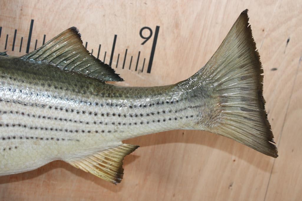 *Real Skin* STRIPED BASS Fish Mounted on Driftwood - 5