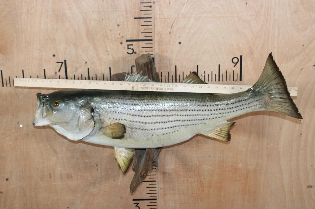 *Real Skin* STRIPED BASS Fish Mounted on Driftwood - 6