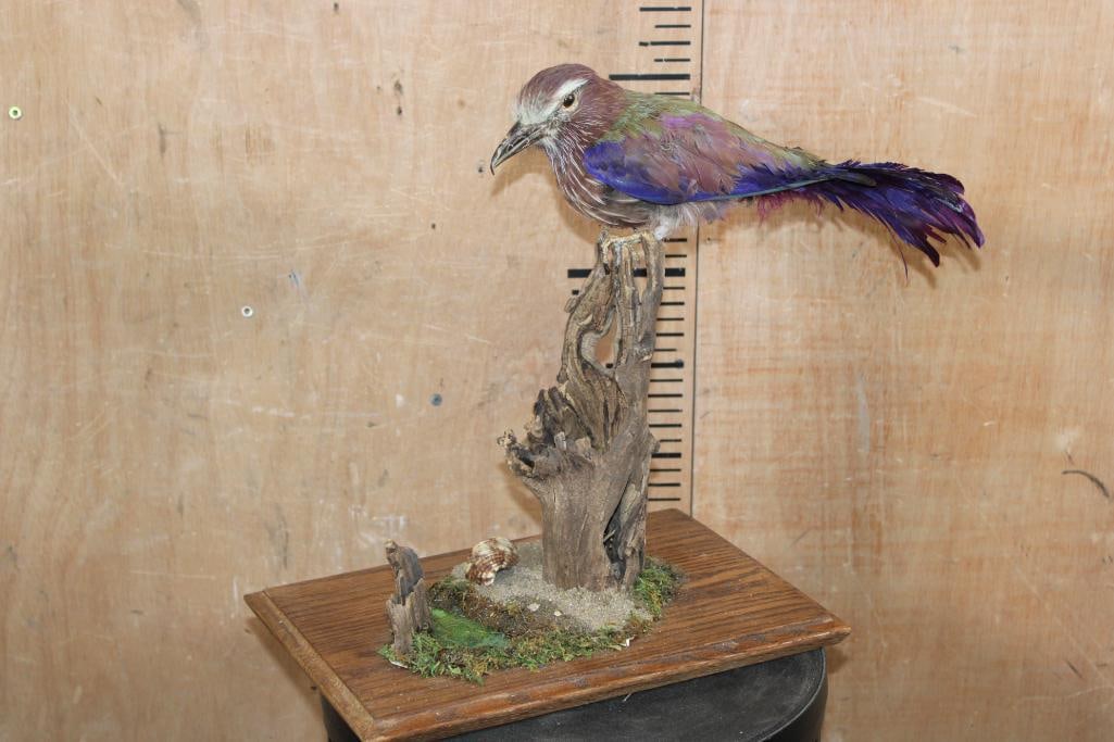 *Rarely Seen* PURPLE ROLLER Bird Mounted on a Decorative Wood Table Base: *Rarely Seen* PURPLE ROLLER Bird. It is mounted on a Decorative Wood Table Base. It measures 18" Long x 9" Wide x 17" Tall and is in Fair Condition. TAXIDERMY BIRDS 
