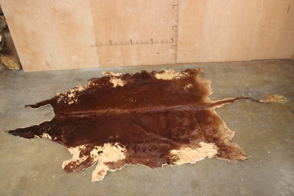 XL Tanned WATUSI Hide: Nice and Clean XL Tanned WATUSI Hide. It measures 130" Long x 78" Wide. It lost some hair during the tanning process but is Clean and in Good Condition. TAXIDERMY HIDES 