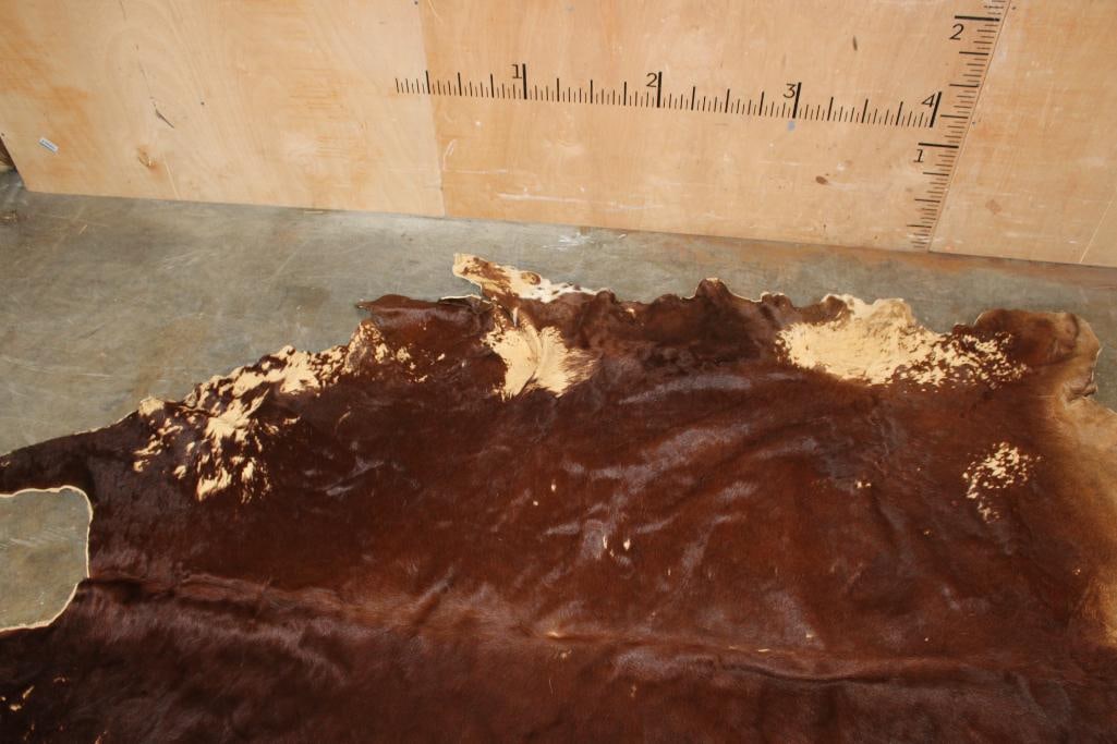 XL Tanned WATUSI Hide - 3
