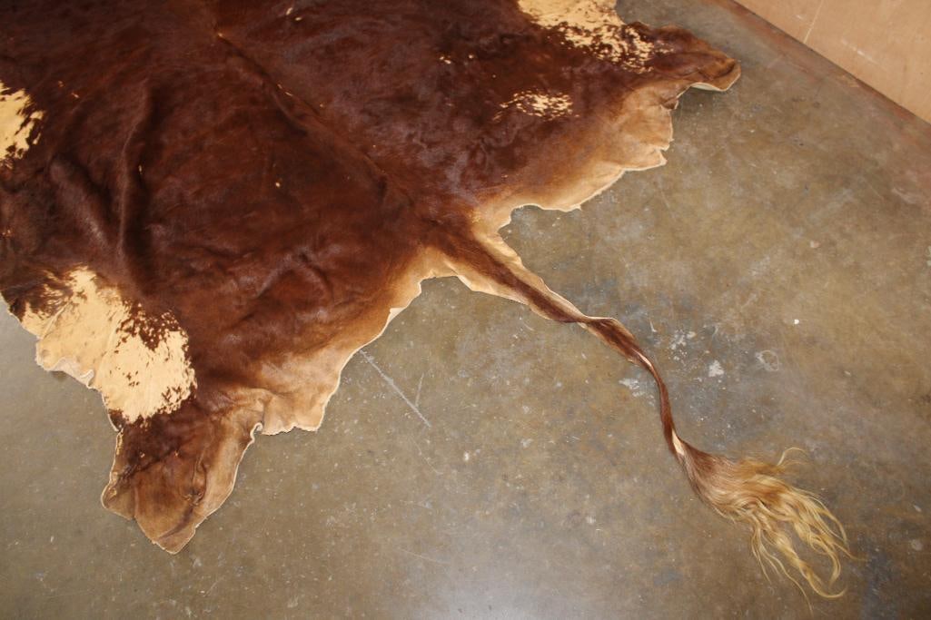 XL Tanned WATUSI Hide - 5