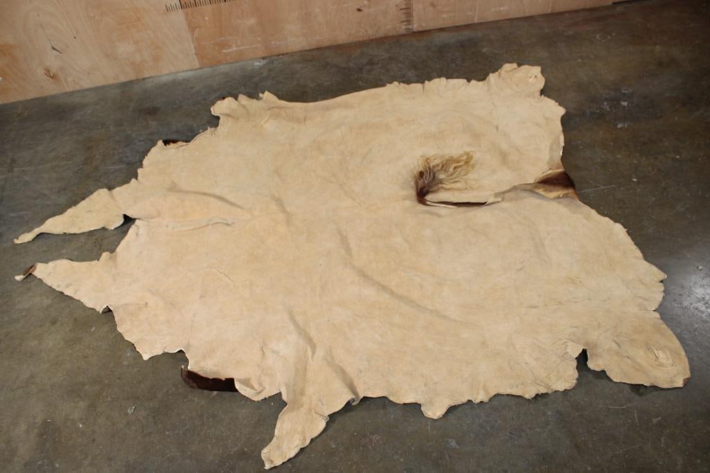 XL Tanned WATUSI Hide - 6