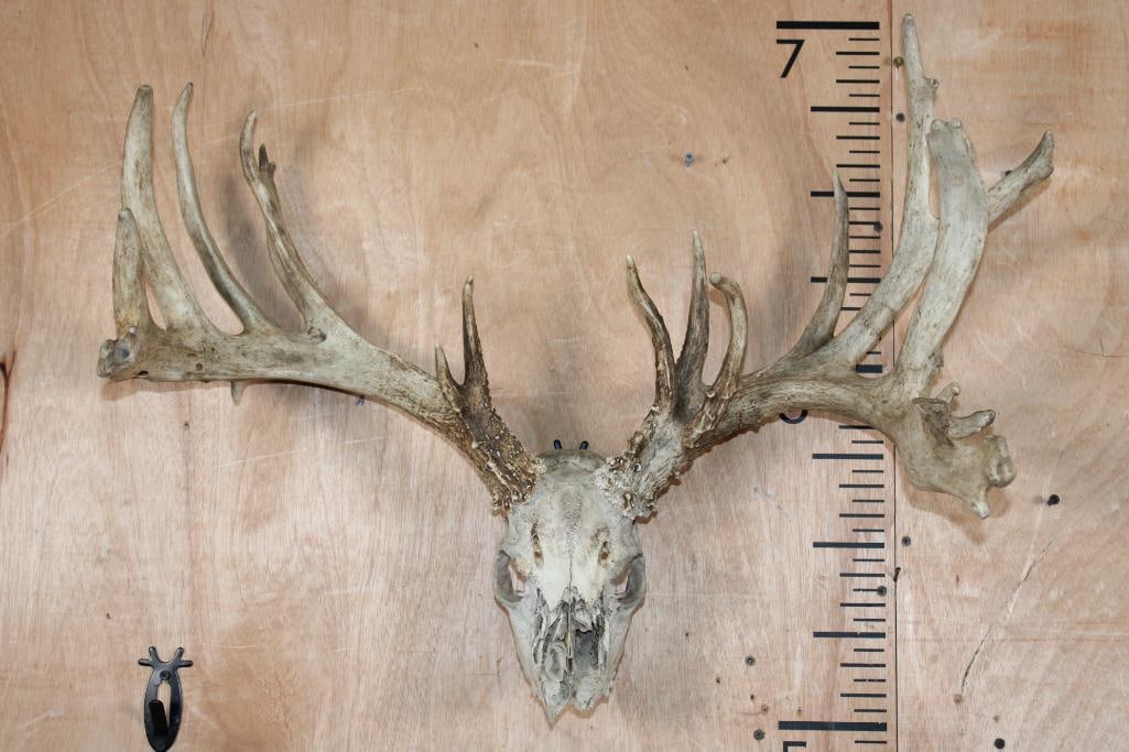 XL 22-Point WHITETAIL DEER Antler Rack on a Partial Skull: XL 22-Point WHITETAIL DEER Antler Rack with a Partial Skull. It has a 28.75" Spread. TAXIDERMY 