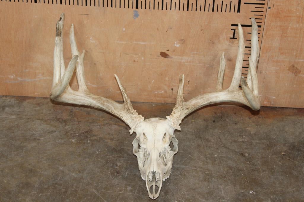 Big 14-Point WHITETAIL DEER Skull: Big 14-Point WHITETAIL DEER Skull. It has a 23 5/8" Spread, all but 2 teeth, and intact Nasal Turbinates. TAXIDERMY SKULLS 