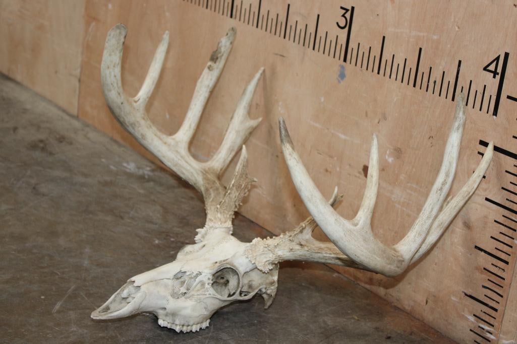 Big 14-Point WHITETAIL DEER Skull - 2
