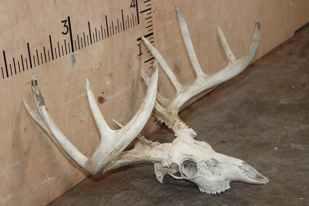 Big 14-Point WHITETAIL DEER Skull - 3
