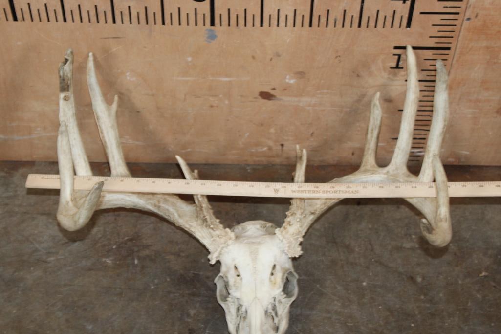 Big 14-Point WHITETAIL DEER Skull - 4