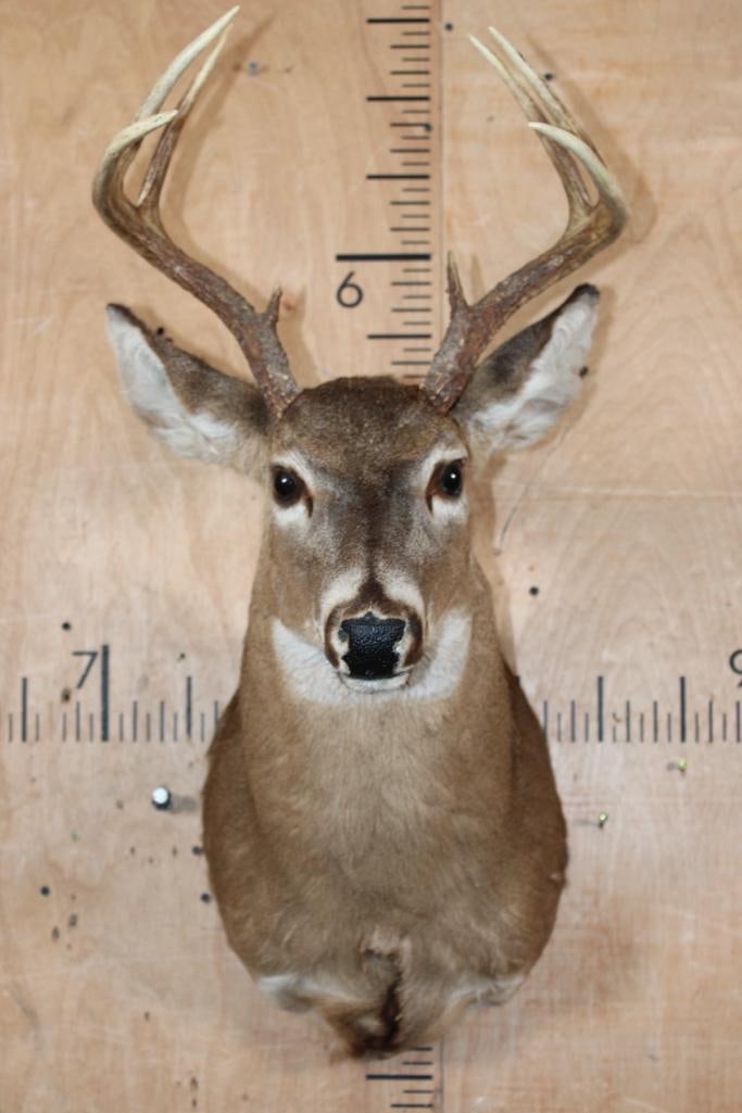 8-Point WHITETAIL DEER Shoulder Mount: Nice and Clean 8-Point WHITETAIL DEER Shoulder Mount. It is in Good Condition. TAXIDERMY 