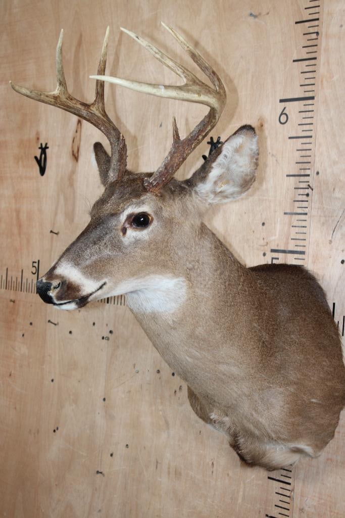 8-Point WHITETAIL DEER Shoulder Mount - 2