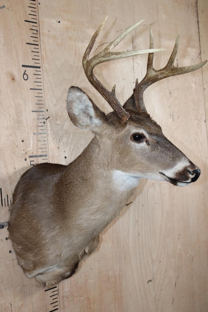 8-Point WHITETAIL DEER Shoulder Mount - 3