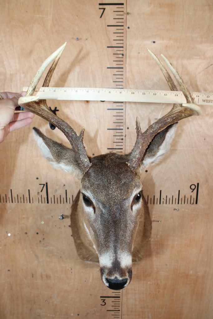 8-Point WHITETAIL DEER Shoulder Mount - 4