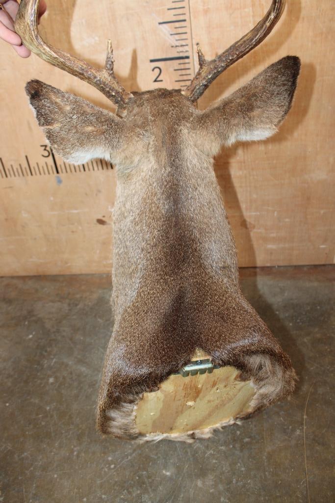 8-Point WHITETAIL DEER Shoulder Mount - 5
