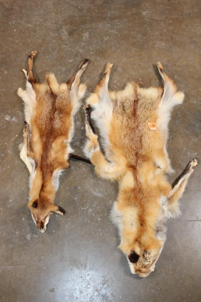 (2) RED FOX Hides (1 of 6)