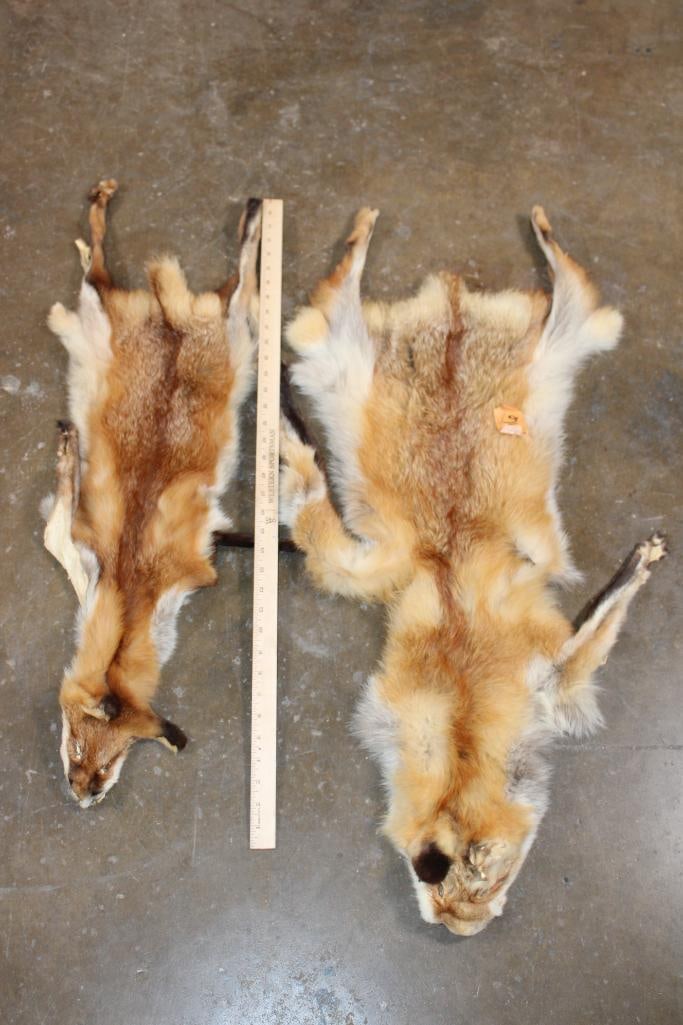 (2) RED FOX Hides - 2