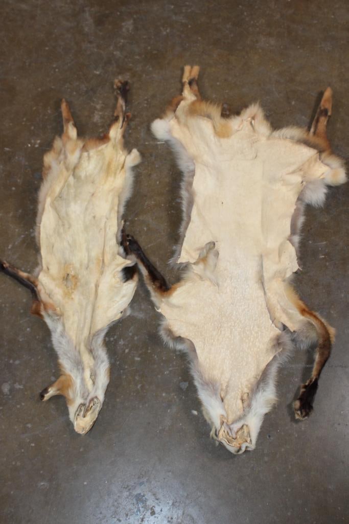 (2) RED FOX Hides - 3