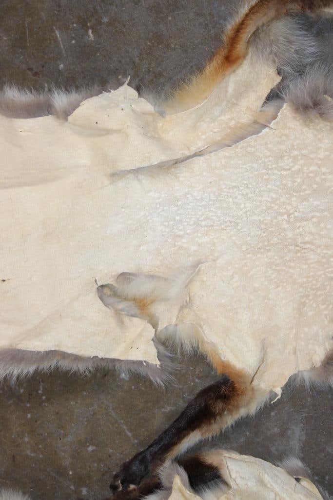 (2) RED FOX Hides - 4