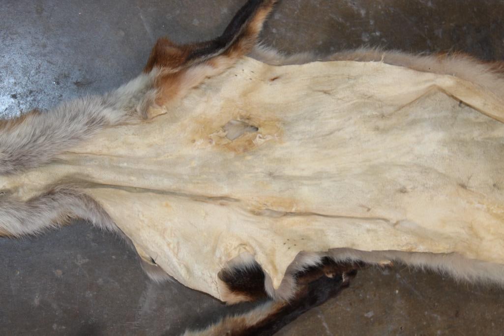 (2) RED FOX Hides - 5
