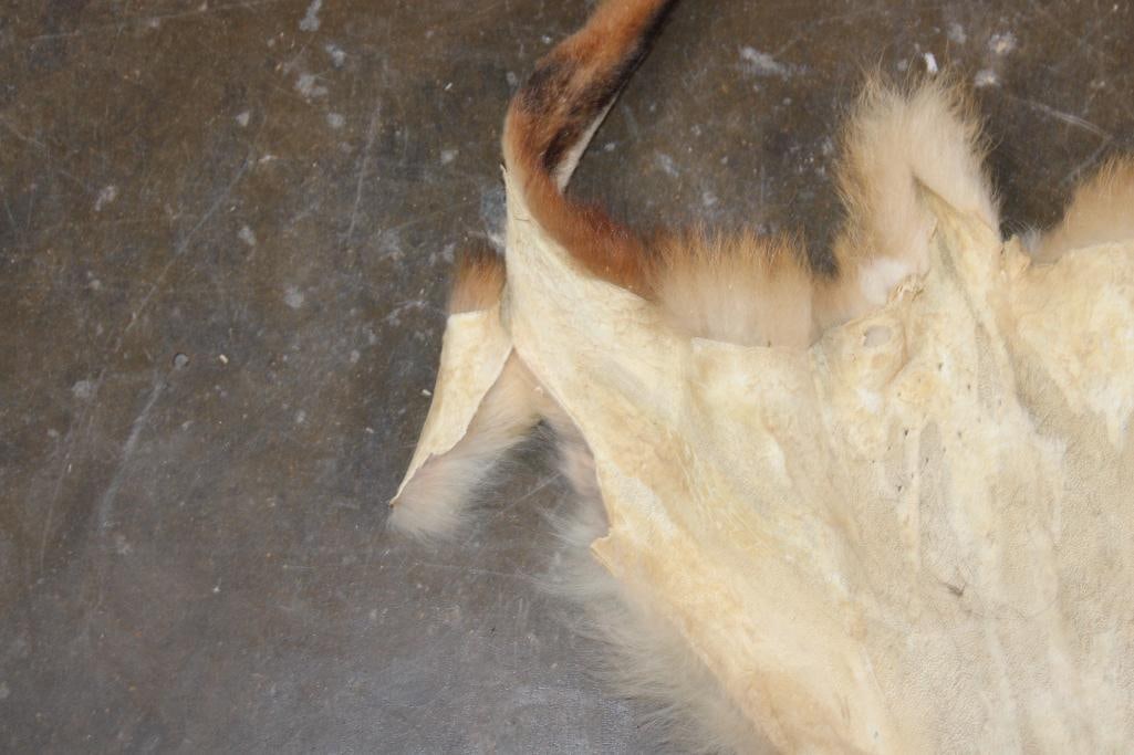 (2) RED FOX Hides - 6