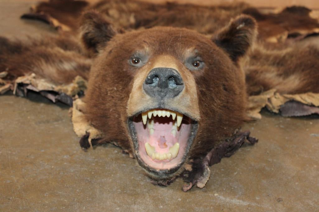 Cinnamon Phase BLACK BEAR Rug with All its Claws - 2