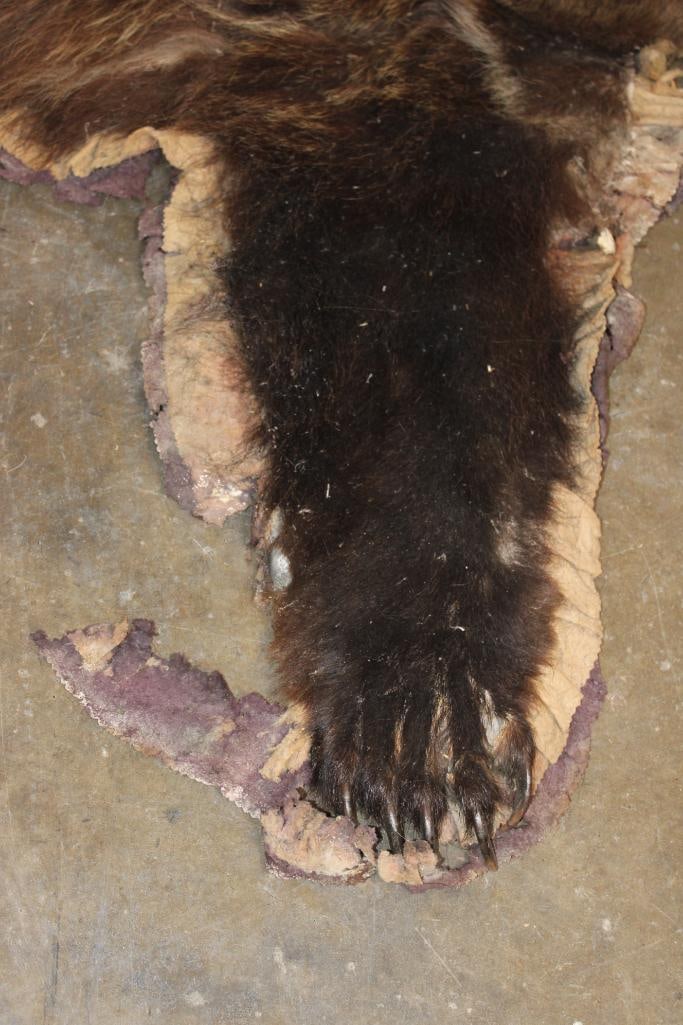 Cinnamon Phase BLACK BEAR Rug with All its Claws - 4