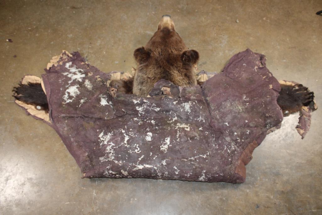 Cinnamon Phase BLACK BEAR Rug with All its Claws - 8