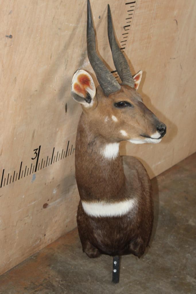 BUSHBUCK Pedestal Mount with No Pedestal - 2