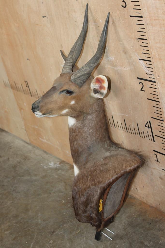 BUSHBUCK Pedestal Mount with No Pedestal - 3