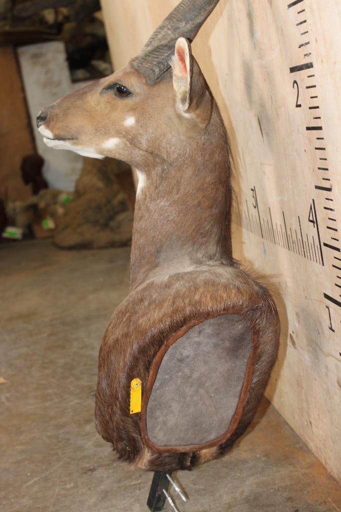 BUSHBUCK Pedestal Mount with No Pedestal - 4