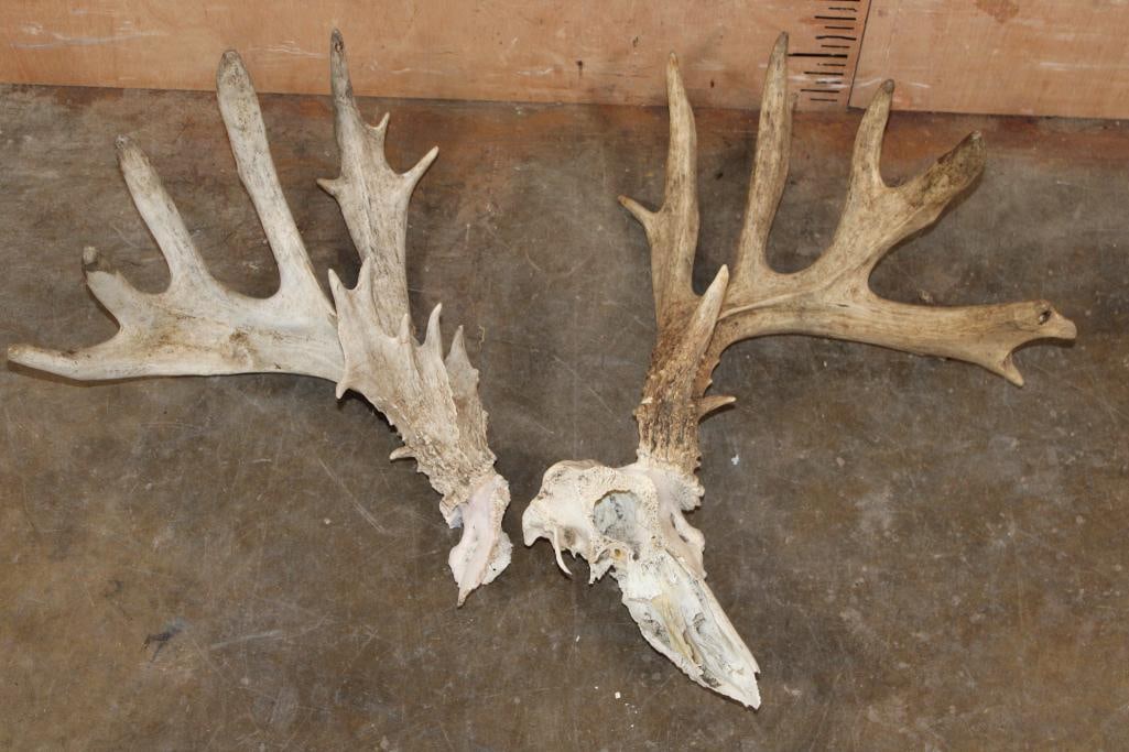 XL 28-Point WHITETAIL DEER Skull Antler Rack on a Partial Skull (in 2 Pieces) (1 of 5)