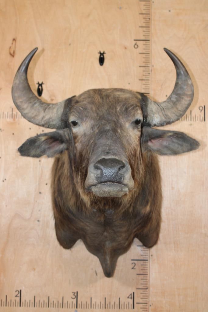 Big African SAVANNA BUFFALO Shoulder Mount: Big African SAVANNA BUFFALO Shoulder Mount. It has a 29 7/8" Spread. there are a few minor hide cracks, otherwise it is in Good Condition. TAXIDERMY 