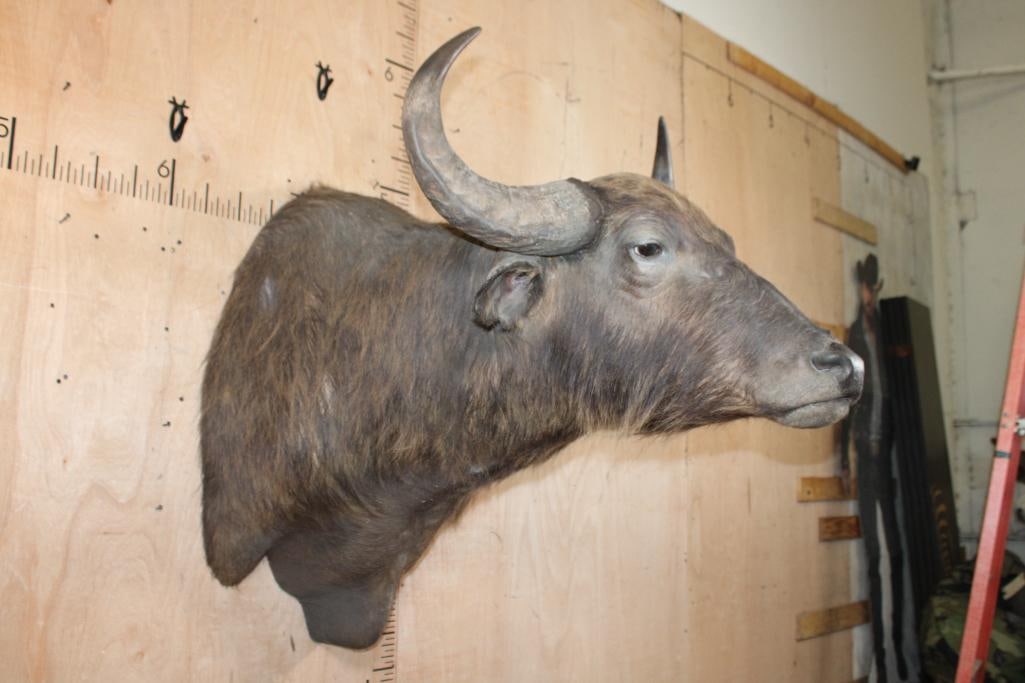 Big African SAVANNA BUFFALO Shoulder Mount - 2