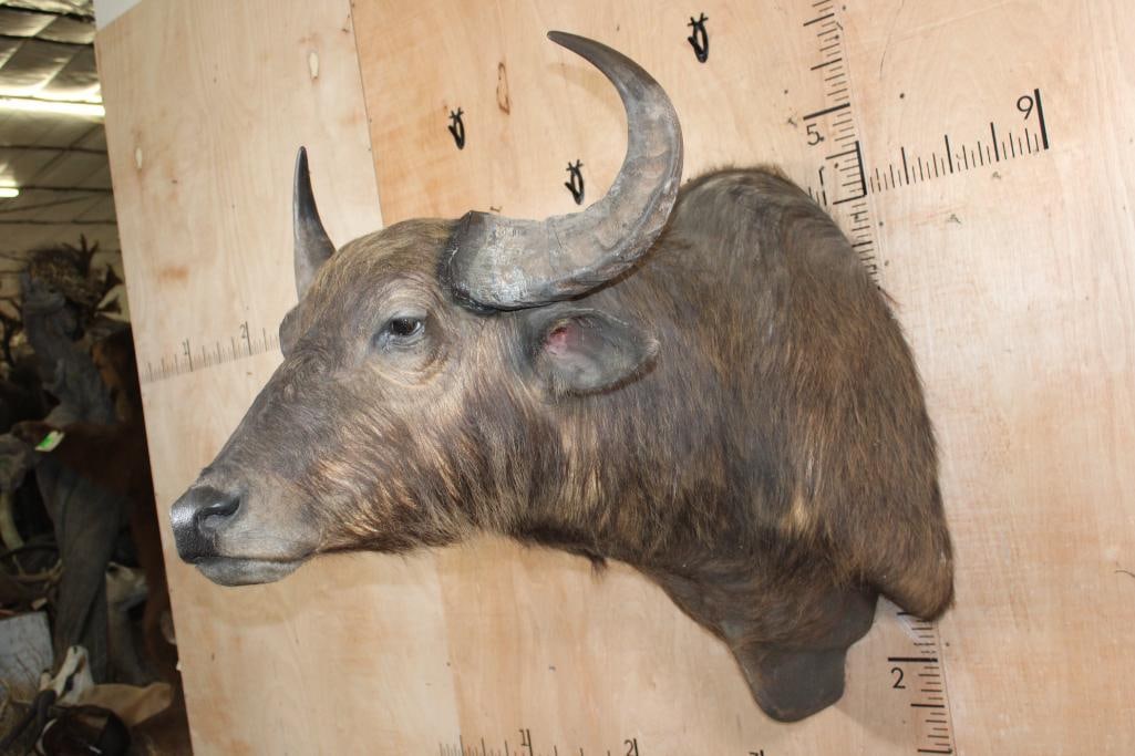 Big African SAVANNA BUFFALO Shoulder Mount - 3